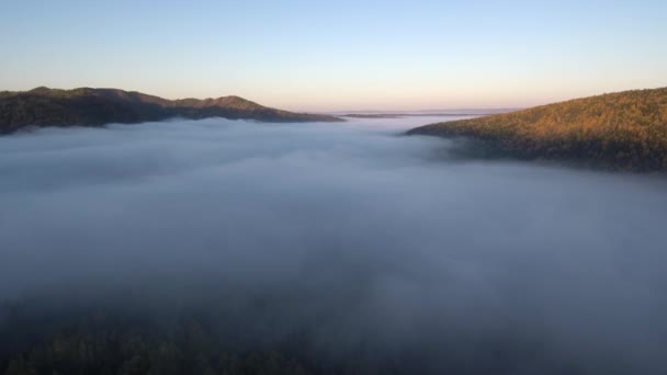 Тайга Осенью Утренний Туман Вид Воздуха — стоковое видео