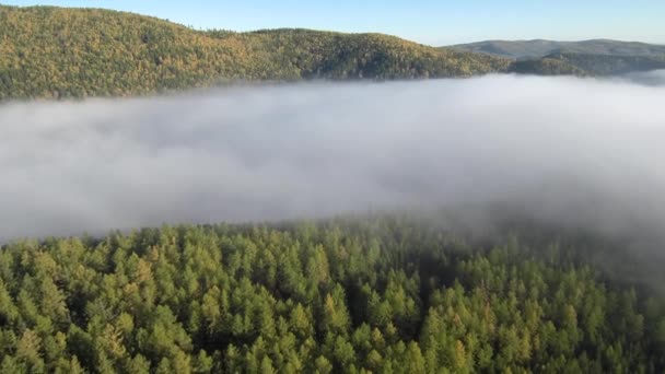 Taiga Jesienią Ranna Mgła Widok Lotu Ptaka — Wideo stockowe