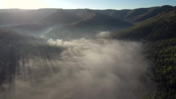 Taiga Autumn Morning Mist Aerial View — Stock Video