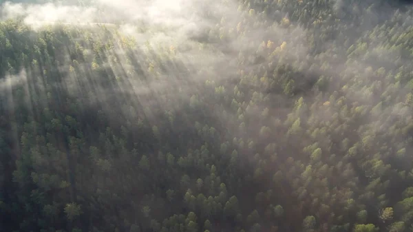 秋天的泰加晨雾 — 图库照片
