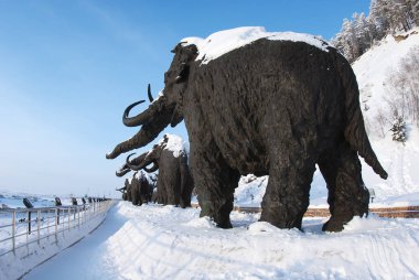 Samarovsky aykırı. Archeopark. Mamutlar sürüsü.