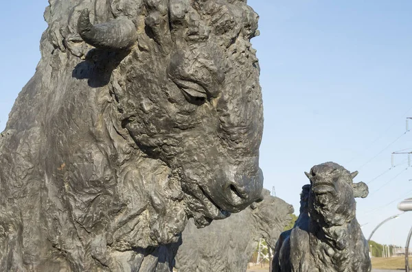 Samarovsky aykırı. Archeopark. Bizon sürüsü.