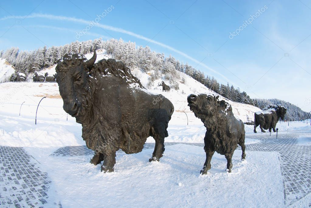 Samarovsky outlier. Archeopark. A herd of bison.