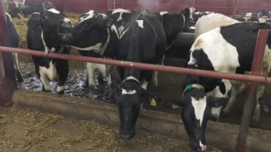 Kışın ahırda inekler.