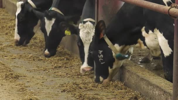 Vaches Dans Grange Hiver — Video