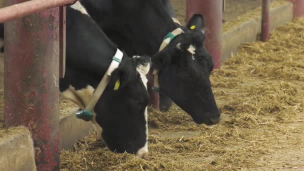 Vacas Granero Invierno — Vídeo de stock