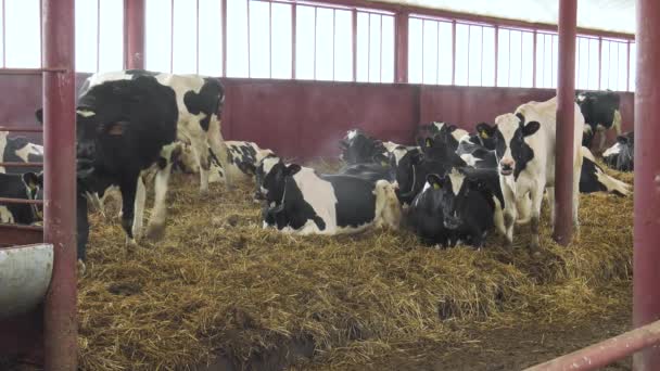 Vacas Granero Invierno — Vídeos de Stock