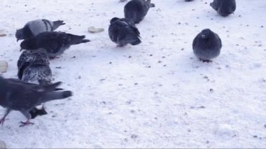 Surgut. Kışın şehir. güvercinler sürüsü.