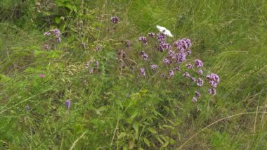 Kelebek Parnassius apollo bitki.