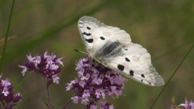 Kelebek Parnassius apollo bitki.