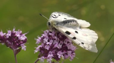 Kelebek Parnassius apollo bitki.