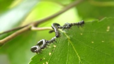 Huş leafminer huş ağacı yaprak üzerinde tırtıllar.