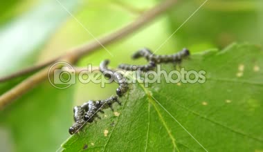 Huş leafminer huş ağacı yaprak üzerinde tırtıllar.