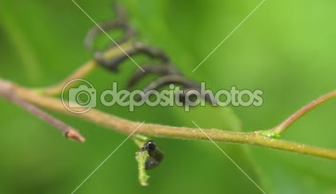 Huş leafminer huş ağacı yaprak üzerinde tırtıllar.