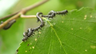 Huş leafminer huş ağacı yaprak üzerinde tırtıllar.