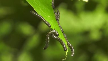 Huş leafminer huş ağacı yaprak üzerinde tırtıllar.