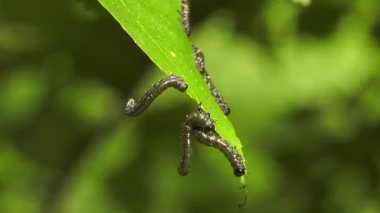 Huş leafminer huş ağacı yaprak üzerinde tırtıllar.