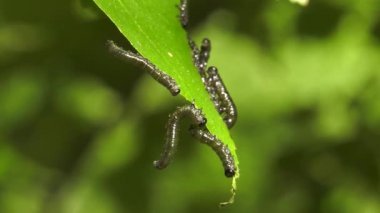 Huş leafminer huş ağacı yaprak üzerinde tırtıllar.