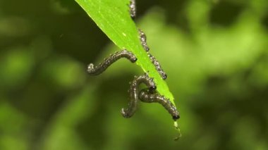 Huş leafminer huş ağacı yaprak üzerinde tırtıllar.