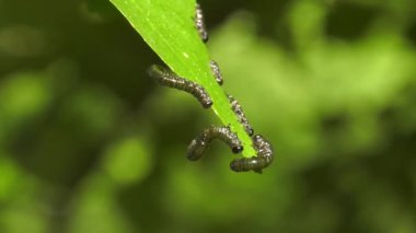 Huş leafminer huş ağacı yaprak üzerinde tırtıllar.