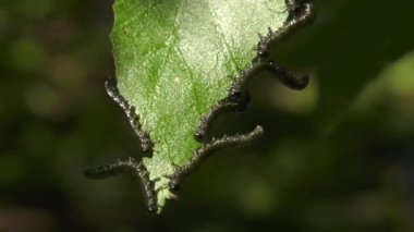 Huş leafminer huş ağacı yaprak üzerinde tırtıllar.