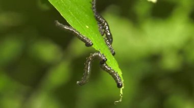 Huş leafminer huş ağacı yaprak üzerinde tırtıllar. Hızlandırılmış video. X15