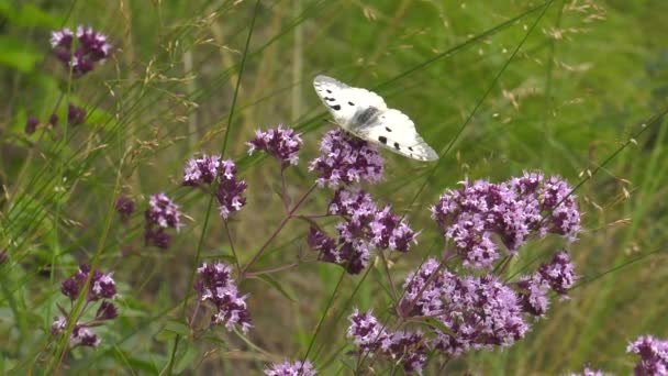 Motýl Parnassius Apollo Rostlině — Stock video