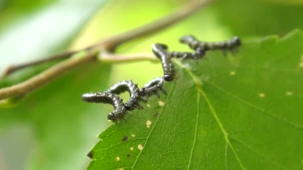 Huş Leafminer Huş Ağacı Yaprak Üzerinde Tırtıllar — Stok video