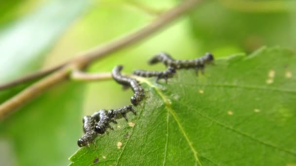 Rupsen Van Berk Trechtervallen Birch Leaf — Stockvideo