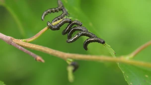 Huş Leafminer Huş Ağacı Yaprak Üzerinde Tırtıllar — Stok video