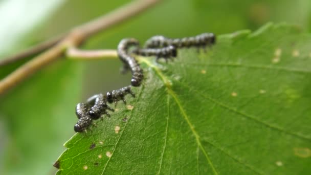 Rupsen Van Berk Trechtervallen Birch Leaf — Stockvideo