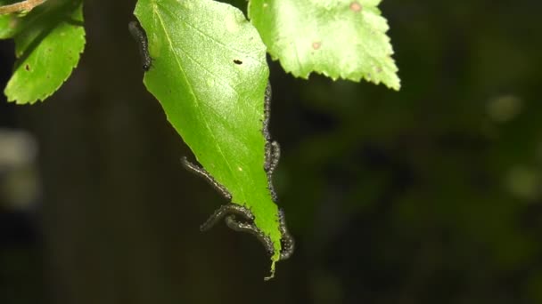 白樺の葉の上のバーチ マメハモグリバエの幼虫 — ストック動画