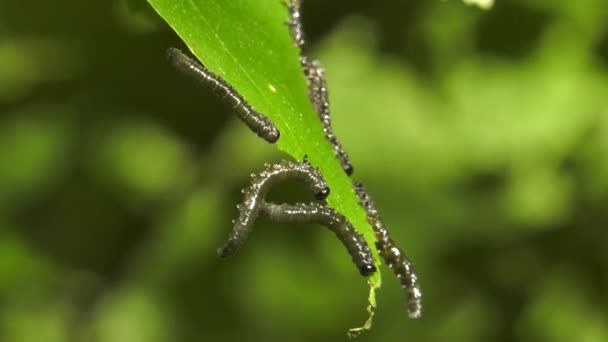 Κάμπιες Του Εντόμου Σημύδας Φύλλα Σημύδας — Αρχείο Βίντεο