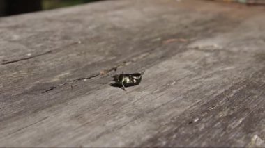 Kendi ayakları üzerinde böcek çevirir.