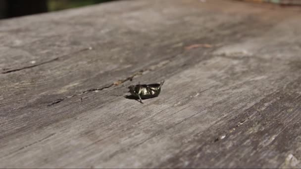 甲虫的脚翻了 — 图库视频影像