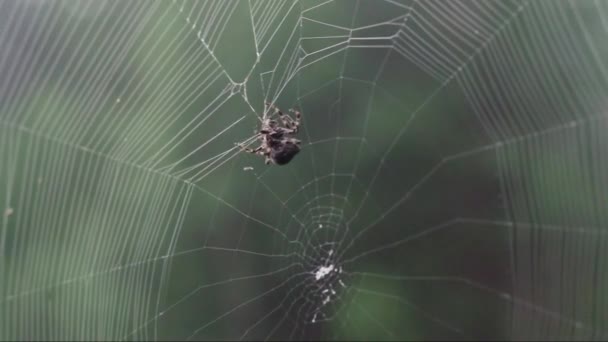 Aranha Pegou Uma Traça Uma Teia — Vídeo de Stock