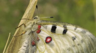 Kelebek Parnassius apollo bitki.