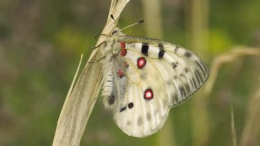 Kelebek Parnassius apollo bitki.