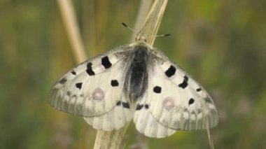 Kelebek Parnassius apollo bitki.