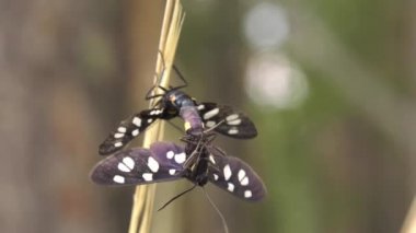 Sarı kuşaklı burnet (Amata phegea copulating).