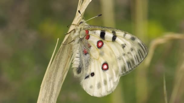 Mariposa Parnassius Apollo Planta — Vídeos de Stock