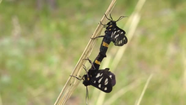 Kopulerande Gula Bältade Burnet Amata Phegea — Stockvideo