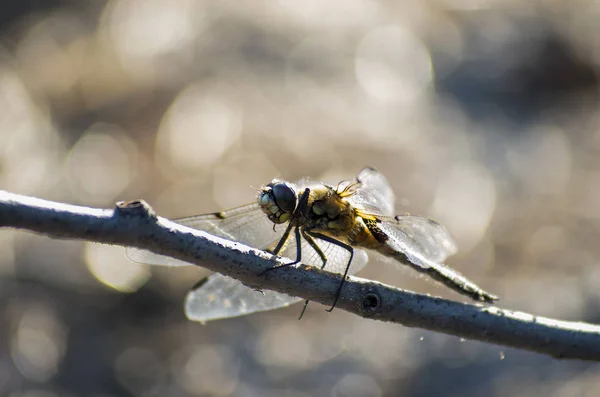 Dragonfly Sitting Twig — Stock Photo, Image