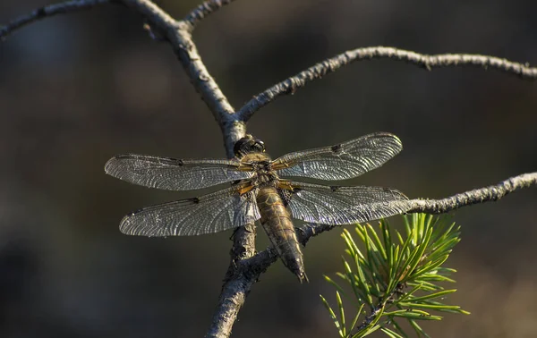 Dragonfly Sitting Branch Pine — Stock Photo, Image