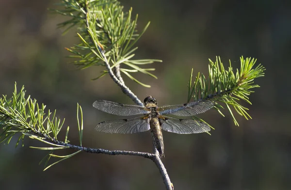 Dragonfly Sitting Branch Pine — Stock Photo, Image