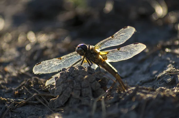 Dragonfly Sitting Pinecone — Stock Photo, Image