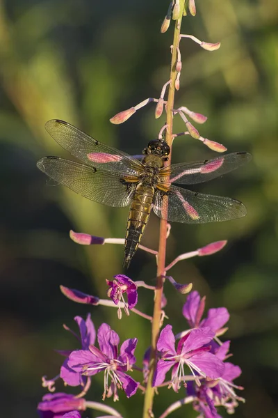 Dragonfly Sitting Blooming Willow Herb — Stock Photo, Image