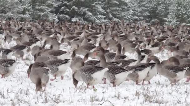 Flock Domestic Geese Snowy Field — Stock Video