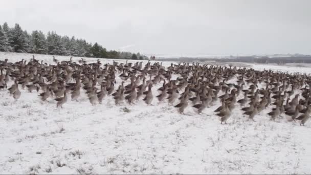 Bandada Gansos Domésticos Campo Cubierto Nieve — Vídeo de stock