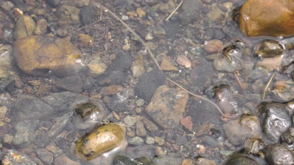 Gusano Crin Caballo Agua — Vídeos de Stock